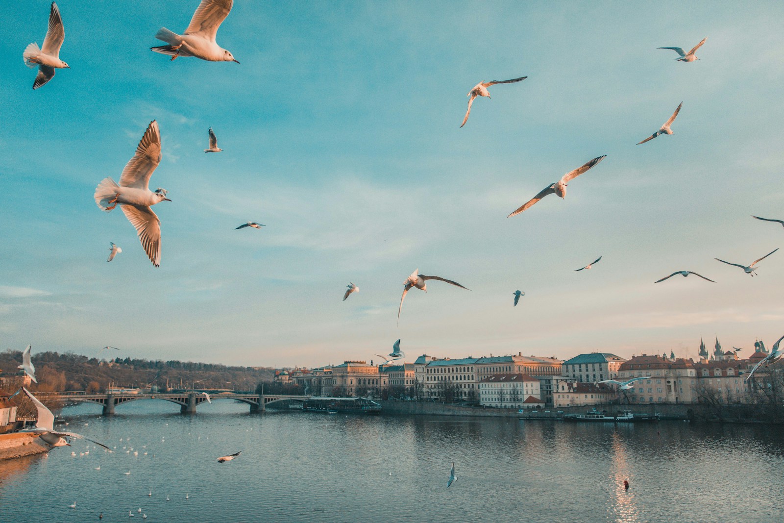 Photo by Anthony DELANOIX gull flying above body of water