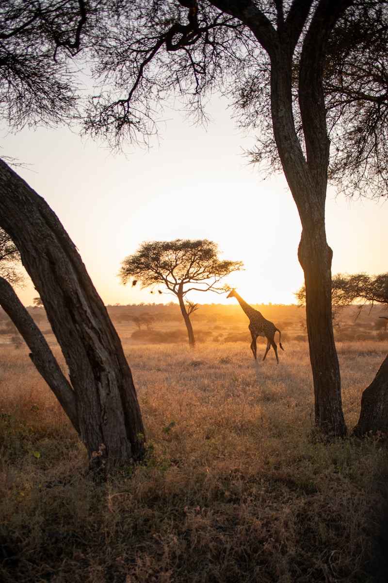 a giraffe running through a field next to trees