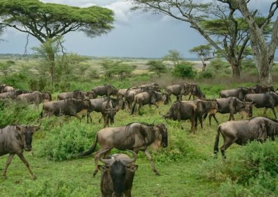 two brown and black cattle