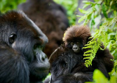 a couple of gorillas standing next to each other
