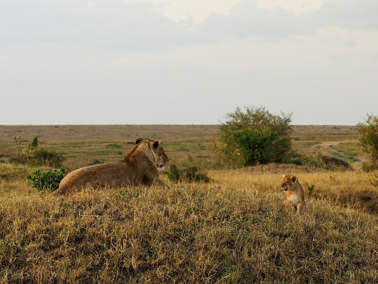 Photo by Bibake Uppal two Tigers lying on green grass field under cloudy sky