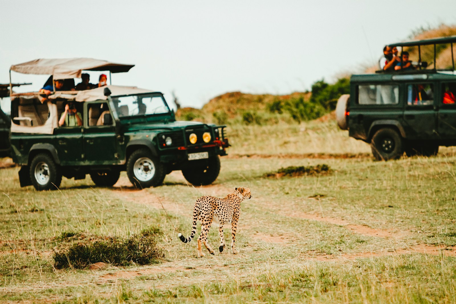 leopard walking through green vehicles