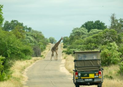 a giraffe walking on the road