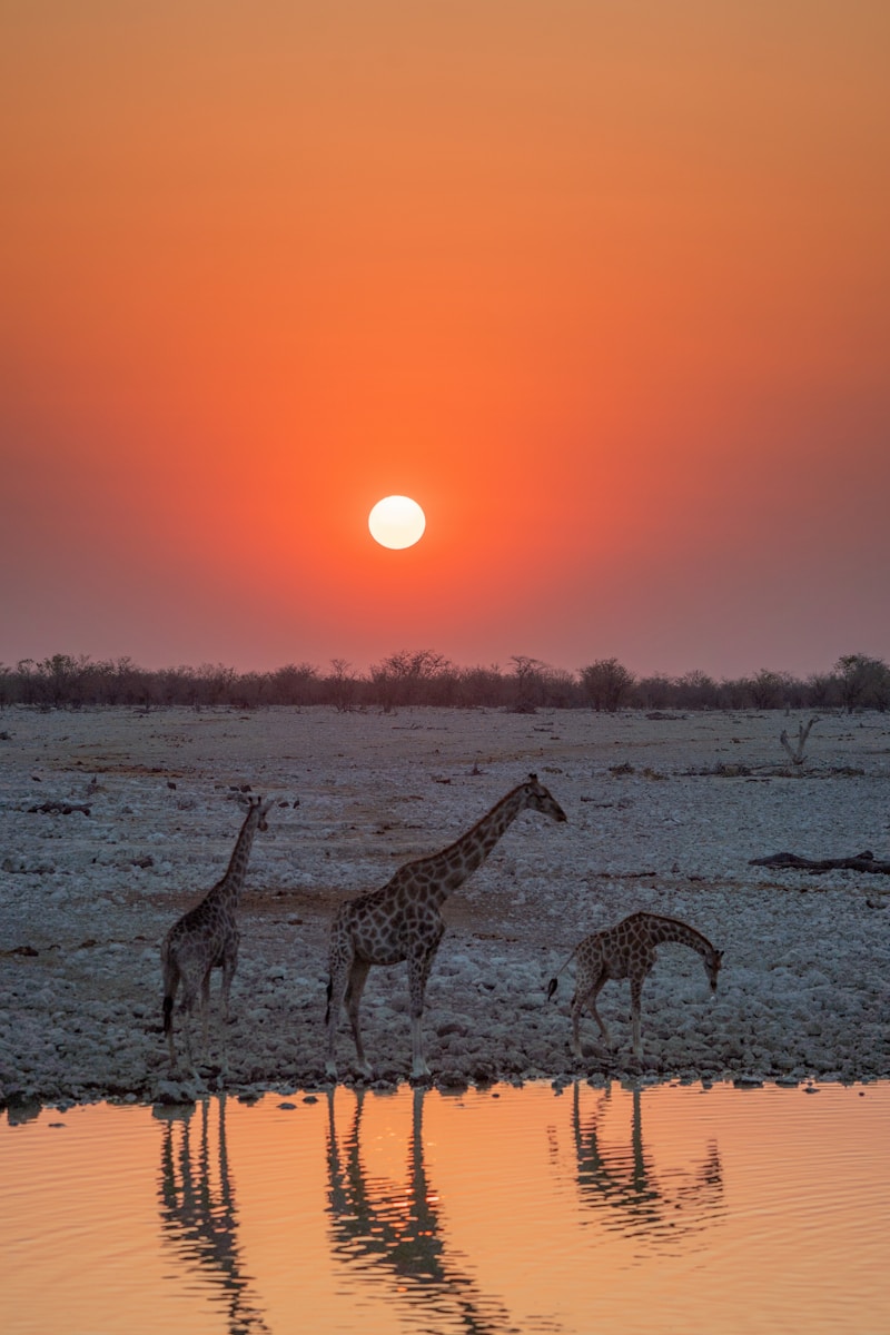 a group of giraffes stand in a body of water