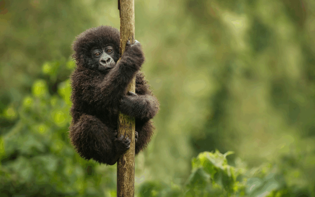 Safari en Ouganda : 8 Jours d’Aventure entre Gorilles, Chimpanzés et Parcs Nationaux