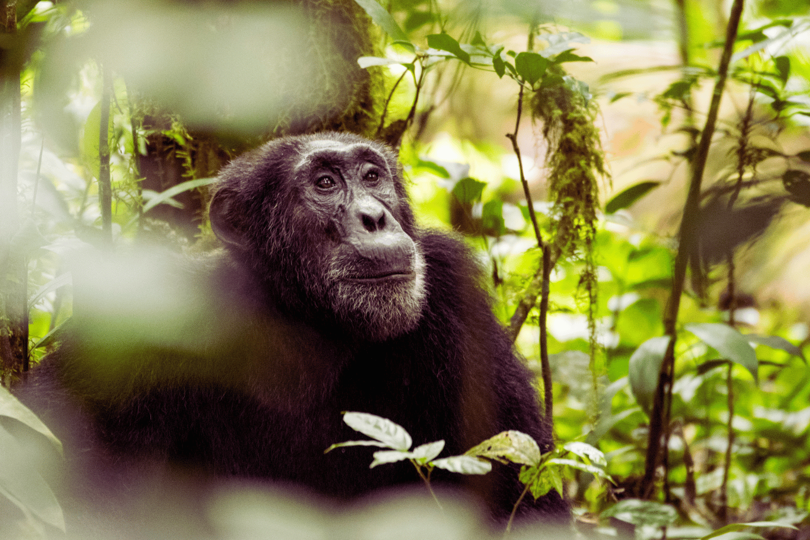 Safari en Ouganda depuis Genève - Gorille